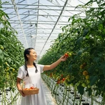 China Venlo Glass Glorhouse pro jihovýchodní Asii